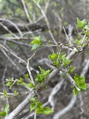 Premna mooiensis