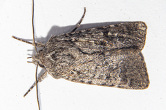 Physetica cucullina