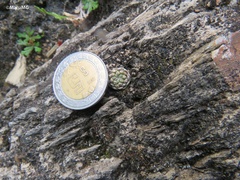 Strombocactus disciformis