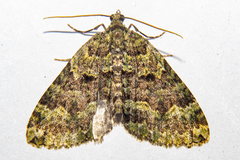 Austrocidaria callichlora