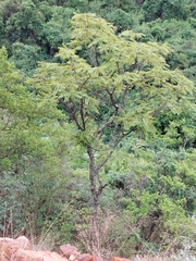 Pterocarpus angolensis