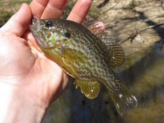 Lepomis gibbosus × cyanellus