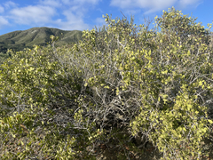 Maytenus phyllanthoides