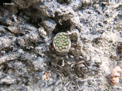 Strombocactus disciformis