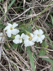 Thunbergia neglecta
