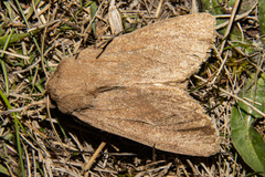 Ichneutica nullifera