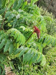 Melianthus