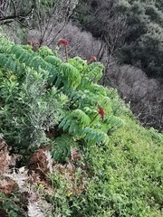 Melianthus