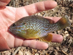 Lepomis gibbosus × cyanellus
