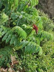 Melianthus