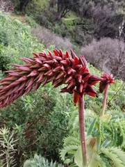 Melianthus