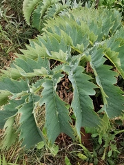 Melianthus