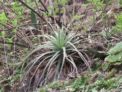 Hechtia