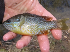 Lepomis gibbosus × cyanellus