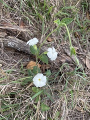 Thunbergia neglecta