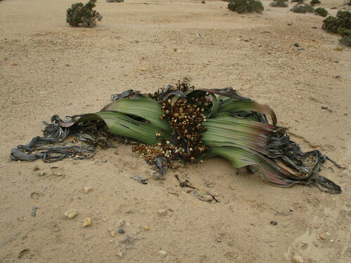 Welwitschia mirabilis