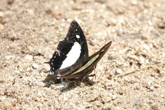 Polyura athamas