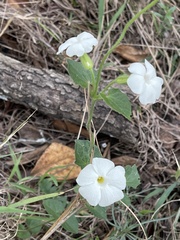 Thunbergia neglecta