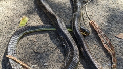 Dendrelaphis punctulatus