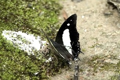 Polyura athamas