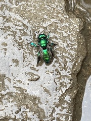 Euglossa viridissima