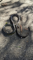 Dendrelaphis punctulatus