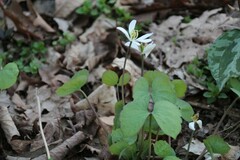 Jeffersonia diphylla