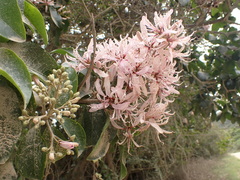 Calodendrum capense