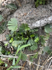 Actiniopteris radiata