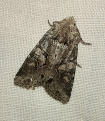 Dryobotodes tenebrosa