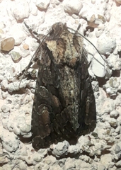 Dryobotodes tenebrosa