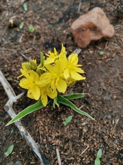 Hypoxis hemerocallidea