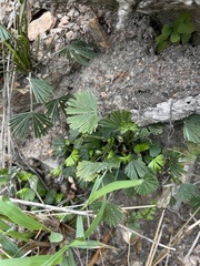 Actiniopteris radiata