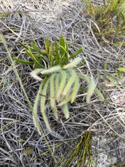 Protea aspera