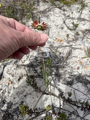 Ursinia dentata