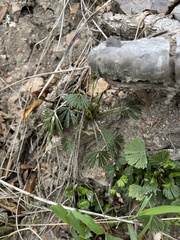 Actiniopteris radiata