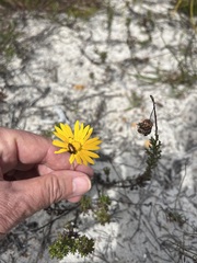 Ursinia dentata