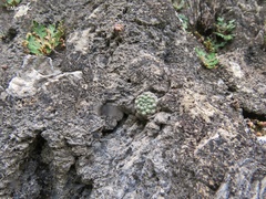 Strombocactus disciformis