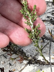 Ursinia dentata