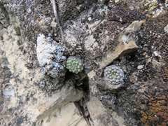 Strombocactus disciformis