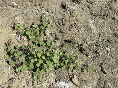 Passiflora fruticosa