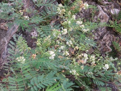 Acaciella
