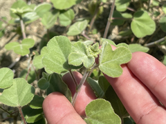 Passiflora fruticosa