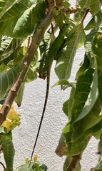 Ctenosaura hemilopha