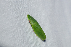 Petalocephala
