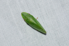 Petalocephala