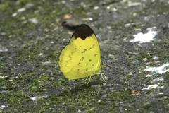 Eurema simulatrix