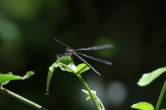 Austroargiolestes aureus