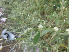 Alternanthera sessilis