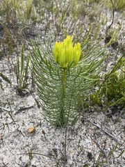 Leucadendron platyspermum